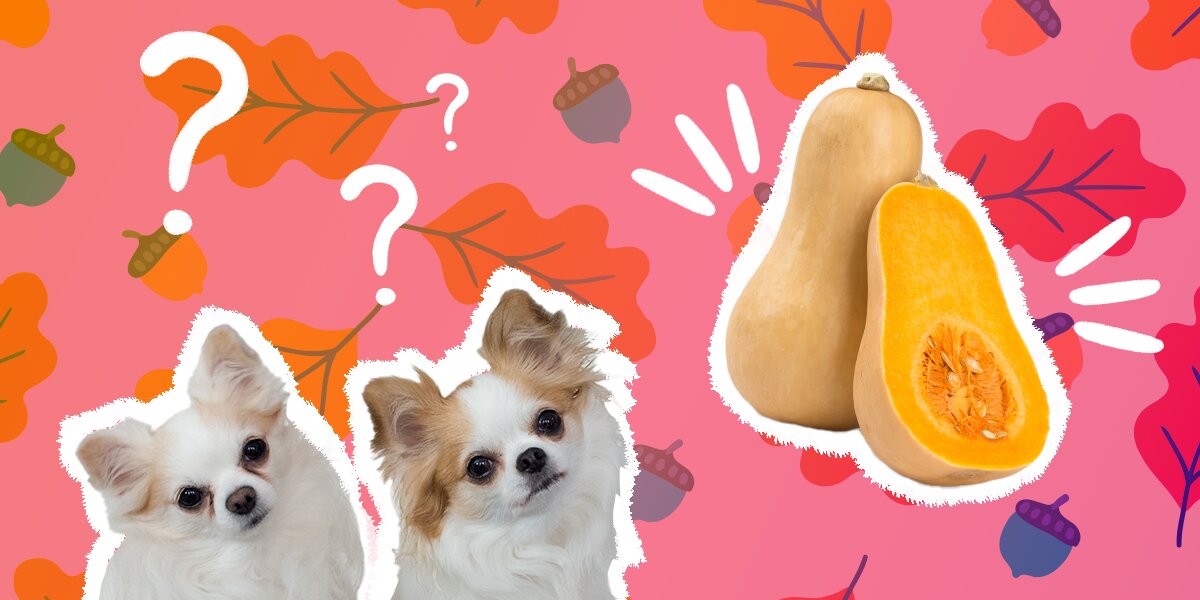 Can dogs 2024 eat acorn squash