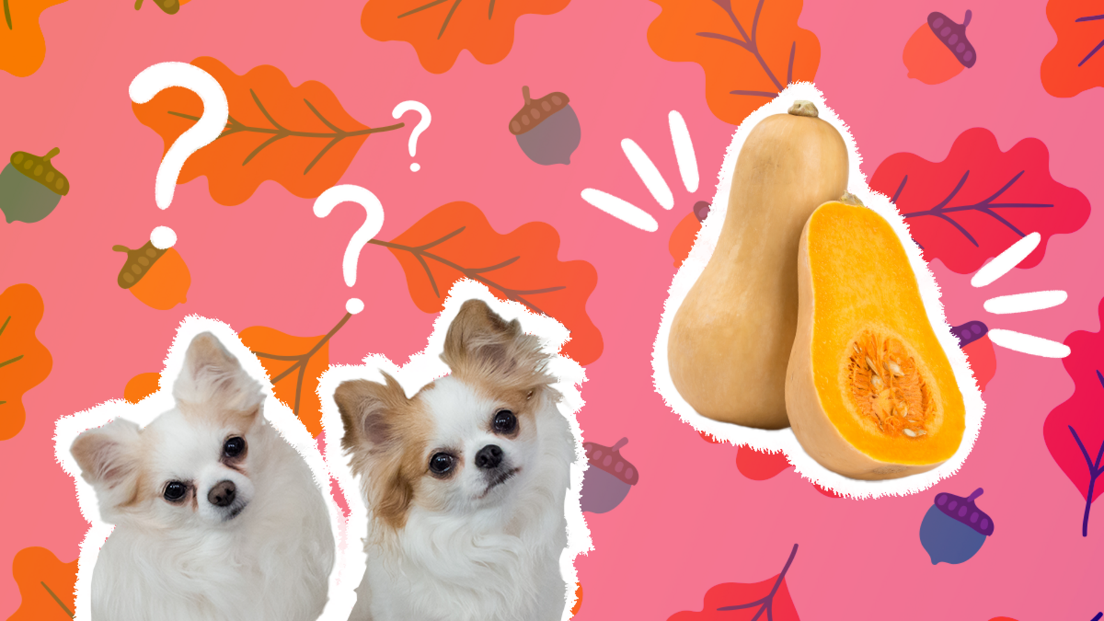 Can Dogs Eat Squash? A Pet Nutritionist Weighs In DodoWell The Dodo