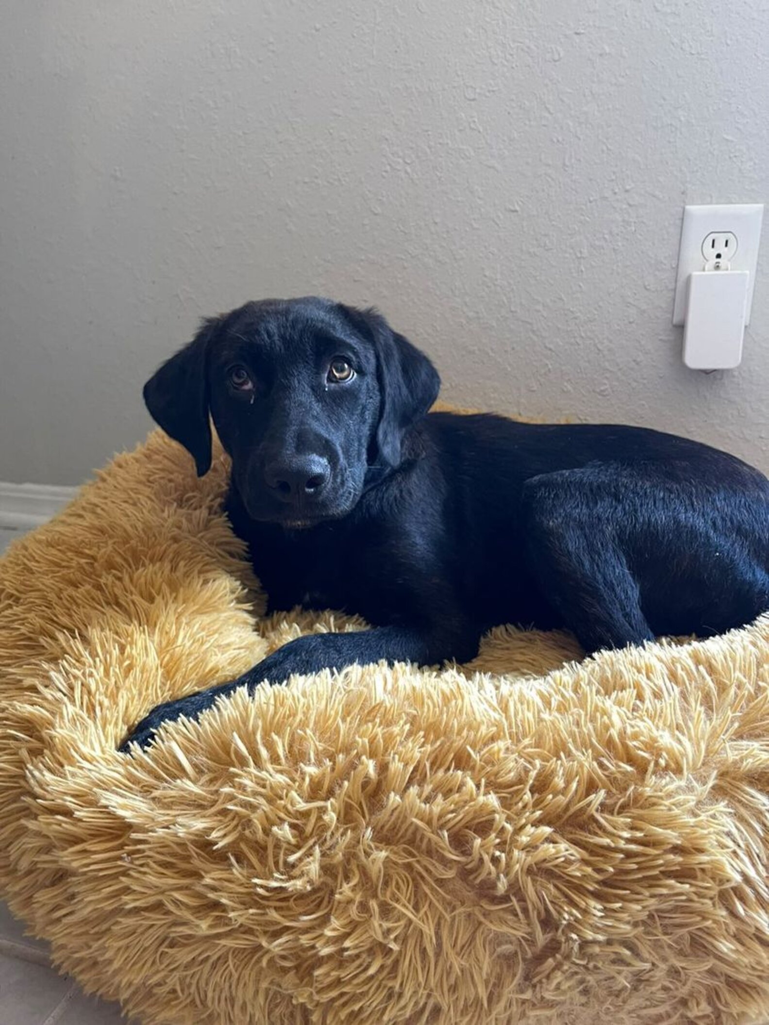 Puppy Abandoned On Country Road Waited Days For Family To Come Back For ...