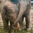 Baby Rescue Elephant Runs Over To Comfort New Friend With A Hug 