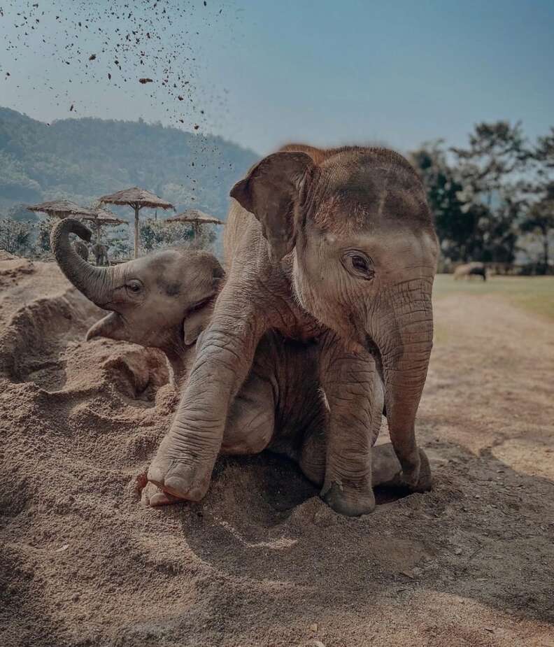 elephants playing in mud