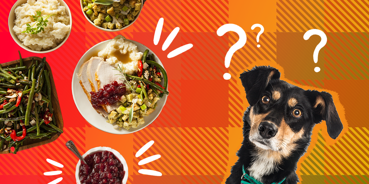 Can Dogs Eat Turkey? A Pet Nutritionist Weighs In - DodoWell - The Dodo
