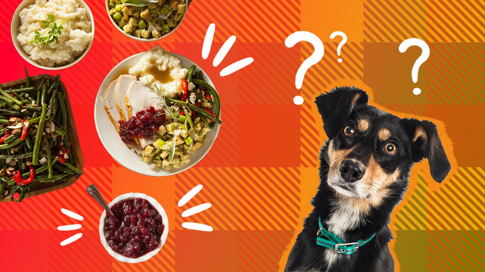 Can Dogs Eat Turkey? A Pet Nutritionist Weighs In DodoWell The Dodo