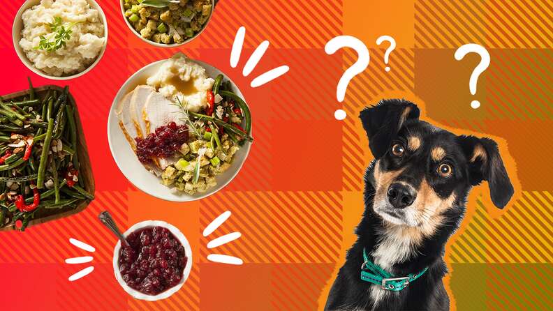 Can you sales give dogs turkey