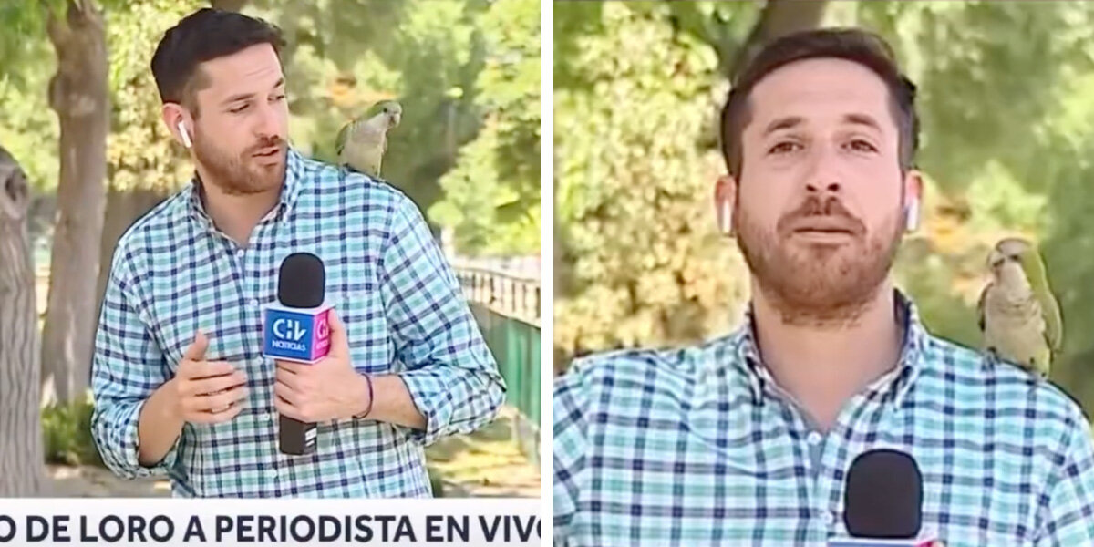 Reporter Parrot Parrot Lands On Reporter's Shoulder — Then Robs Him On Live TV - The Dodo
