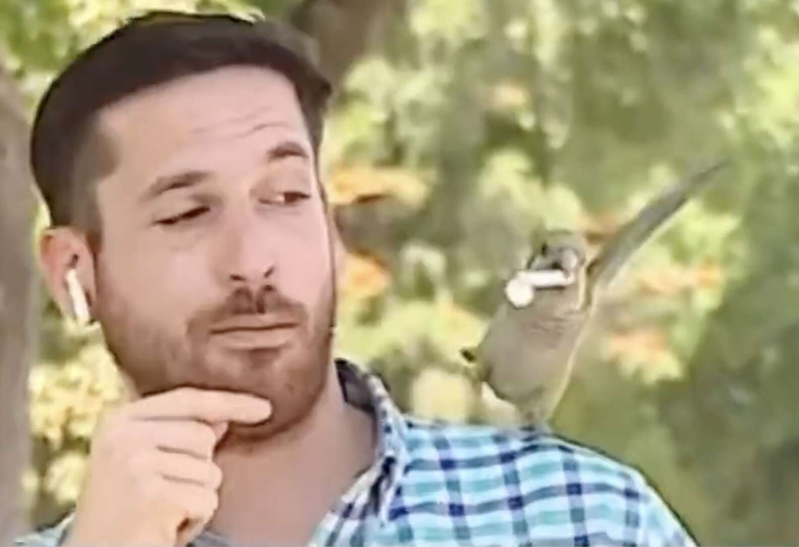 Reporter Parrot Parrot Lands On Reporter's Shoulder — Then Robs Him On Live TV - The Dodo