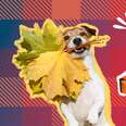 The Most Adorable Thanksgiving Dog Collars Your Pup Will Be Thankful For