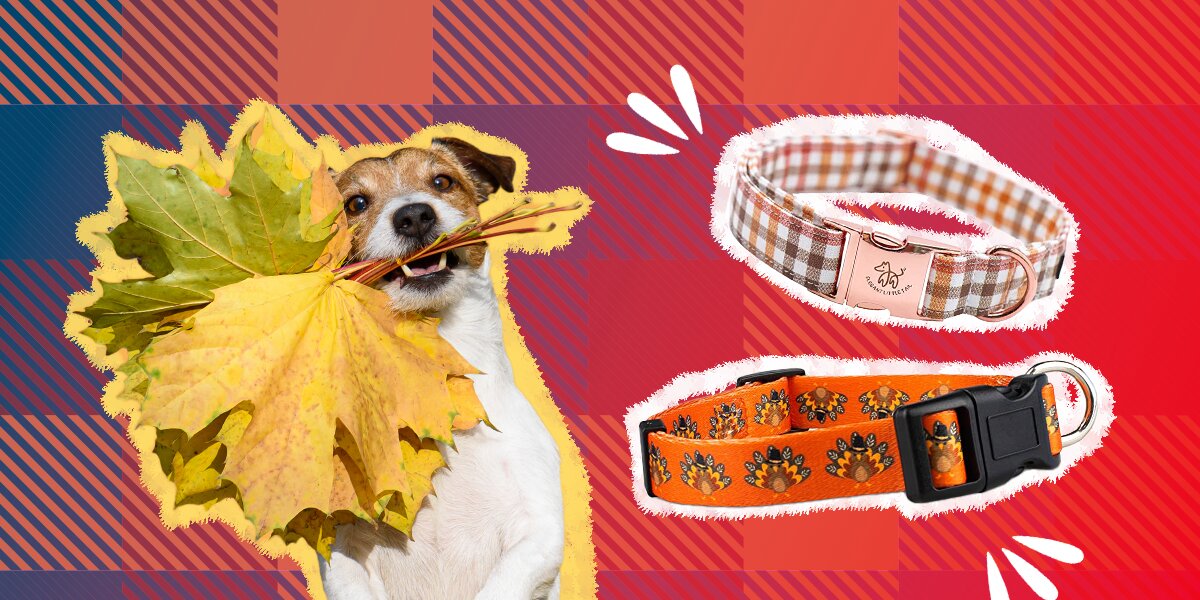 Thanksgiving themed dog hot sale collars