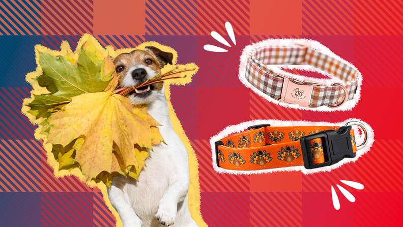 Thanksgiving themed shop dog collars