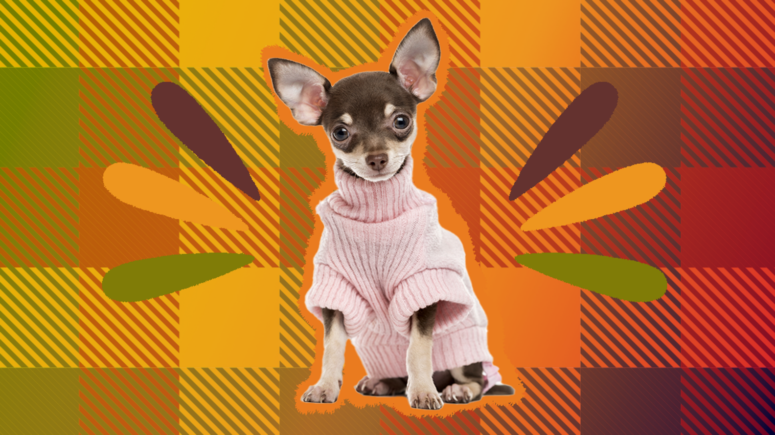 Thanksgiving Dog Sweater The Cuddliest Sweaters Your Pup Can Wear To
