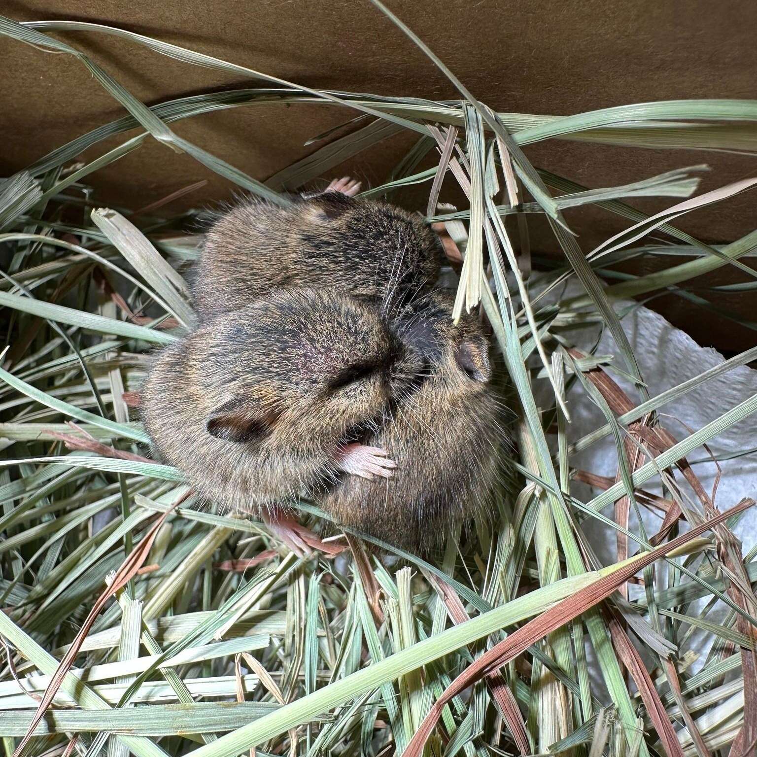 Three mice sleep huddled together.