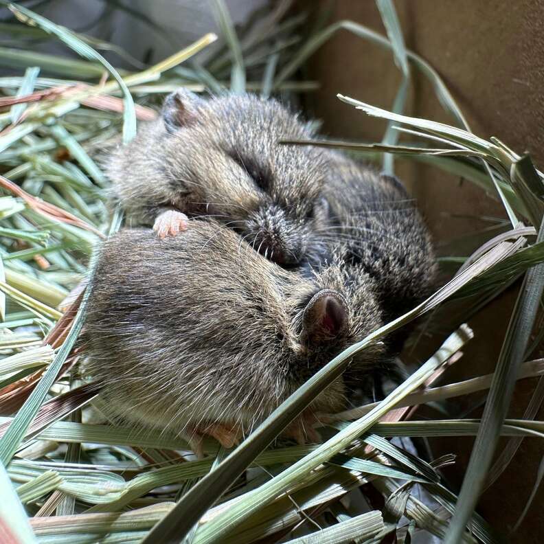 Three mice sleep huddled together.
