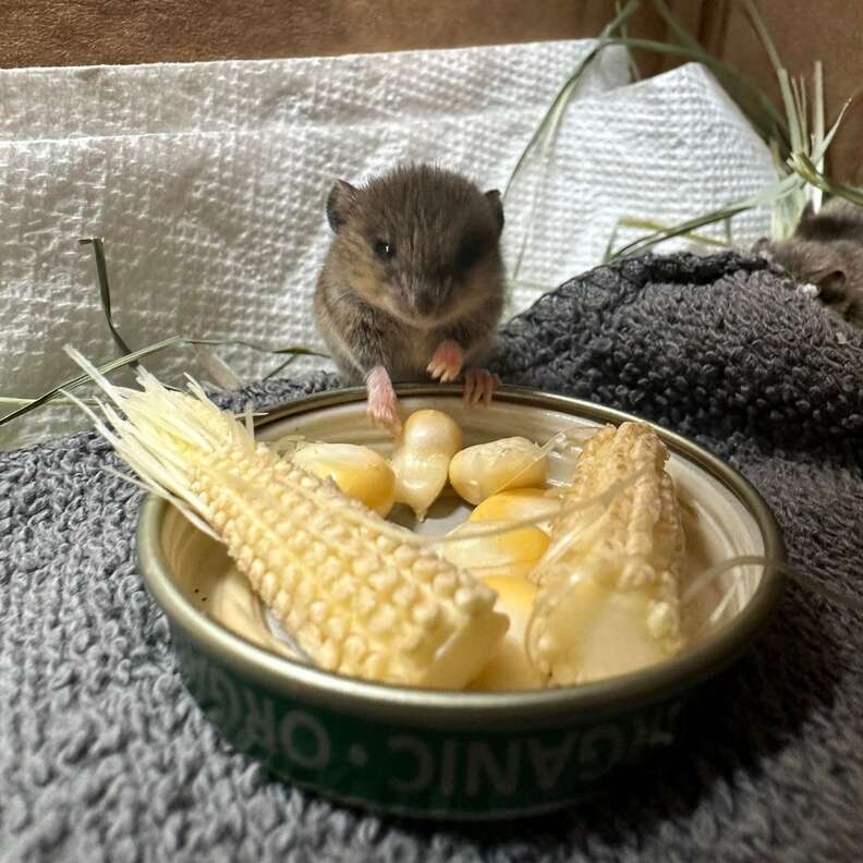 A mouse sits with a stalk of corn.