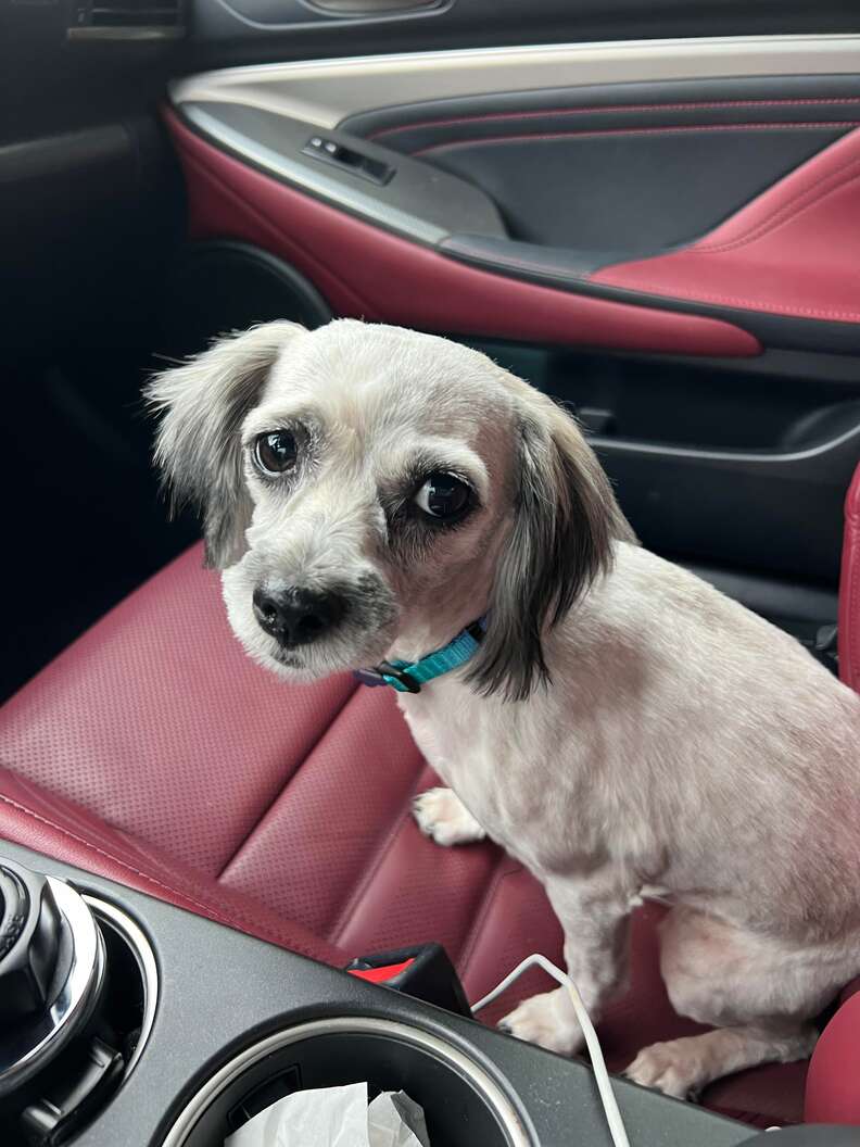 A scared dog rides in a car to safety.