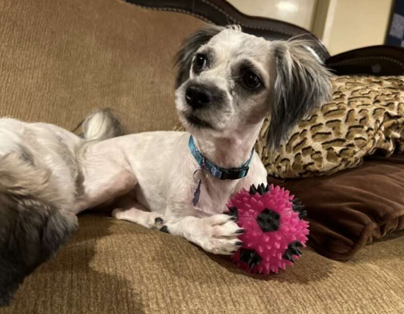 A dog plays with her ball on the couch.