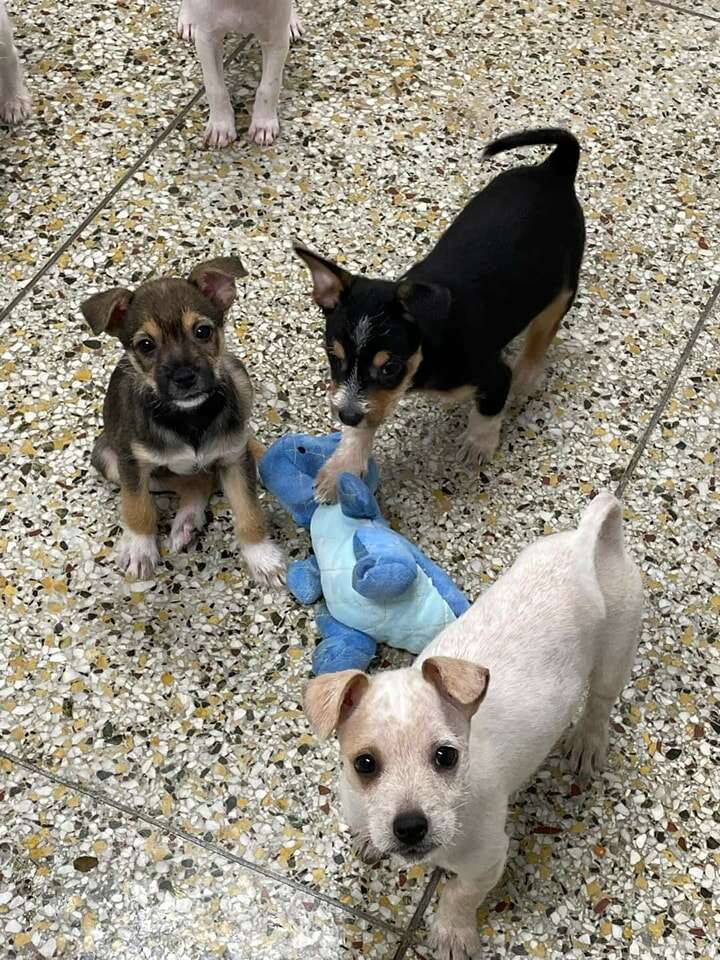 Puppies play together.