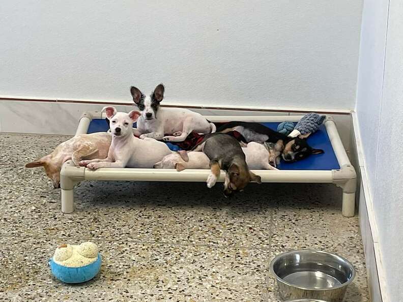 Puppes take a break on a bed together.