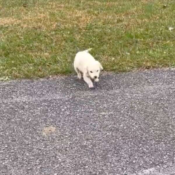 puppy on roadside