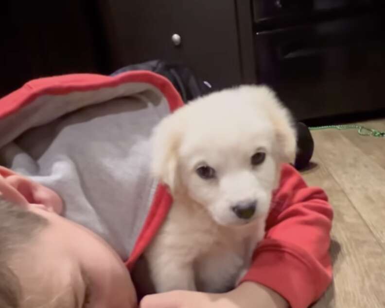 puppy and boy 