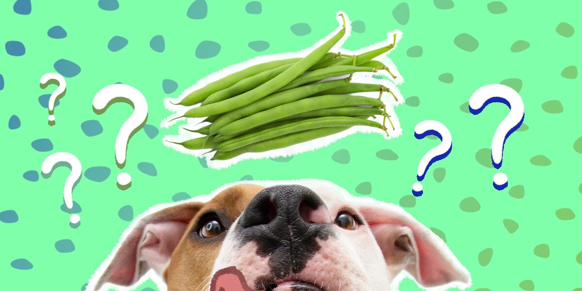 Can dogs eat shop raw runner beans