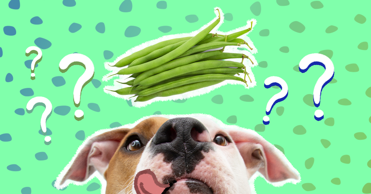 Can puppies hotsell eat green beans