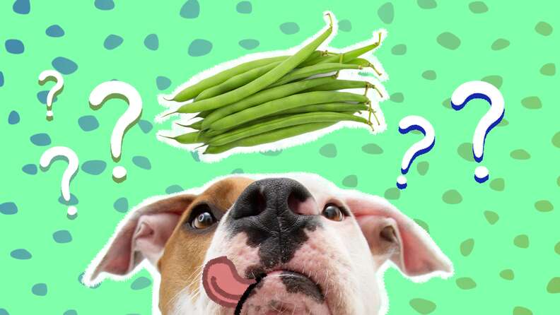 can dogs eat string beans