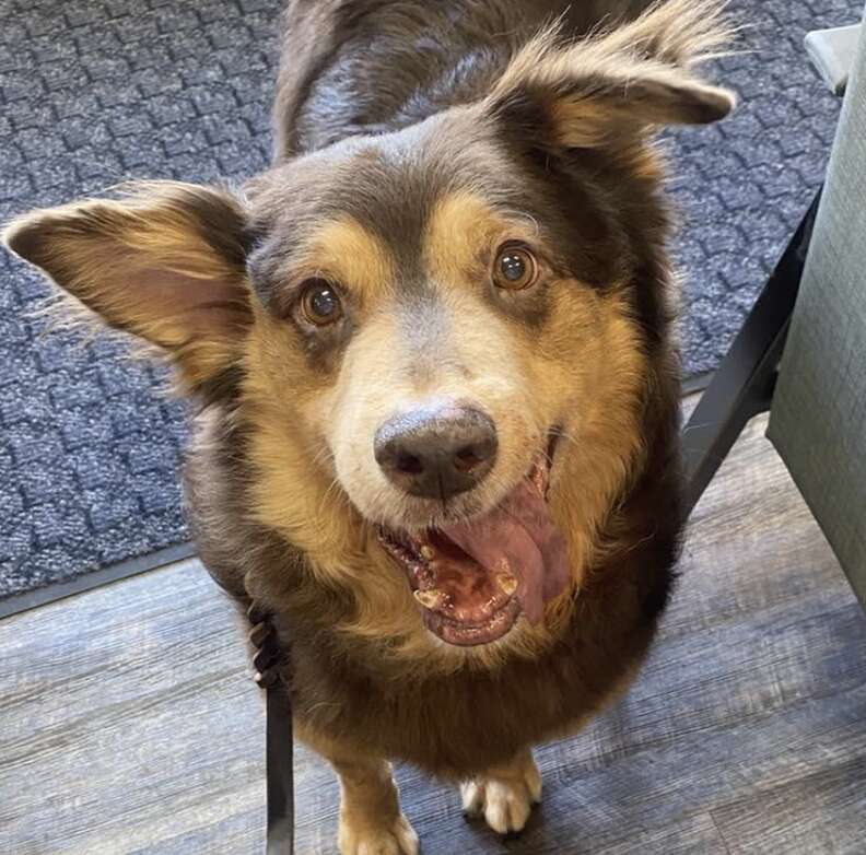 A happy dog smiles for the camera.