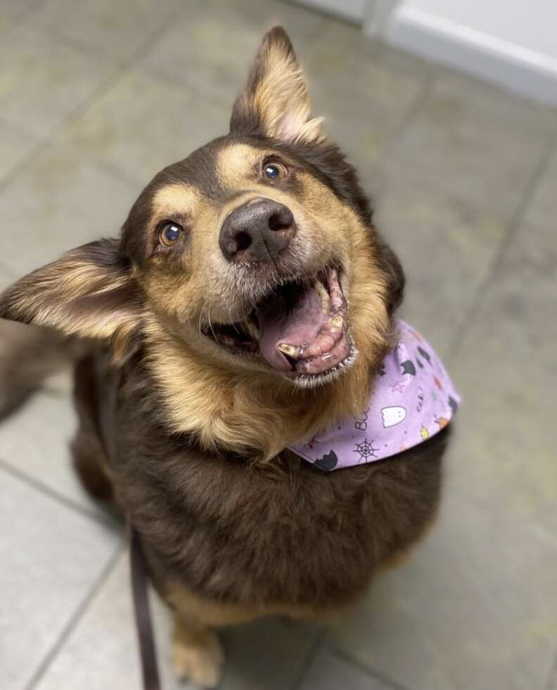 A happy dog smiles for the camera.
