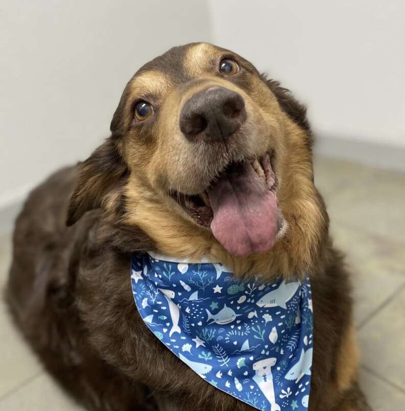 A dog wearing a bandana smiles at the camera.