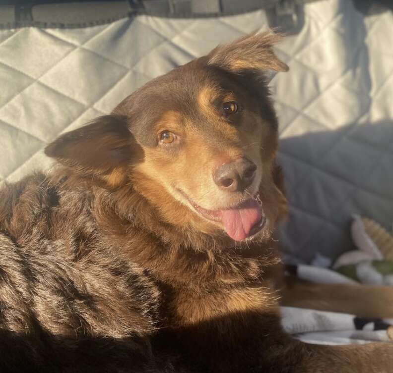 A dog smiles at the camera.