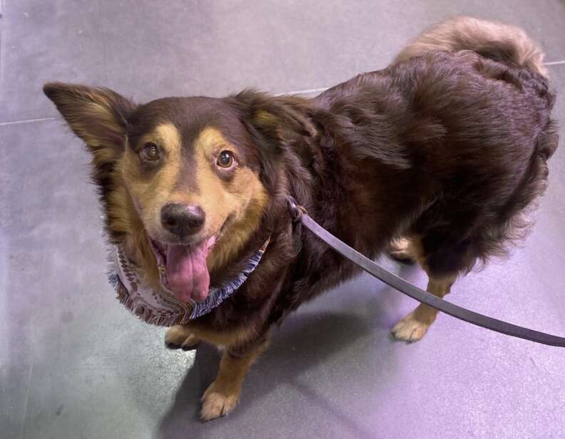 A happy dog looks into the camera with a smile.