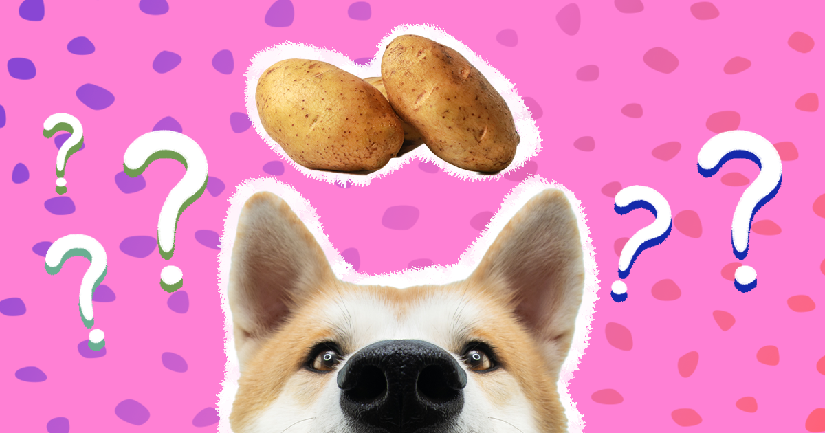 Can my dog eat potatoes best sale