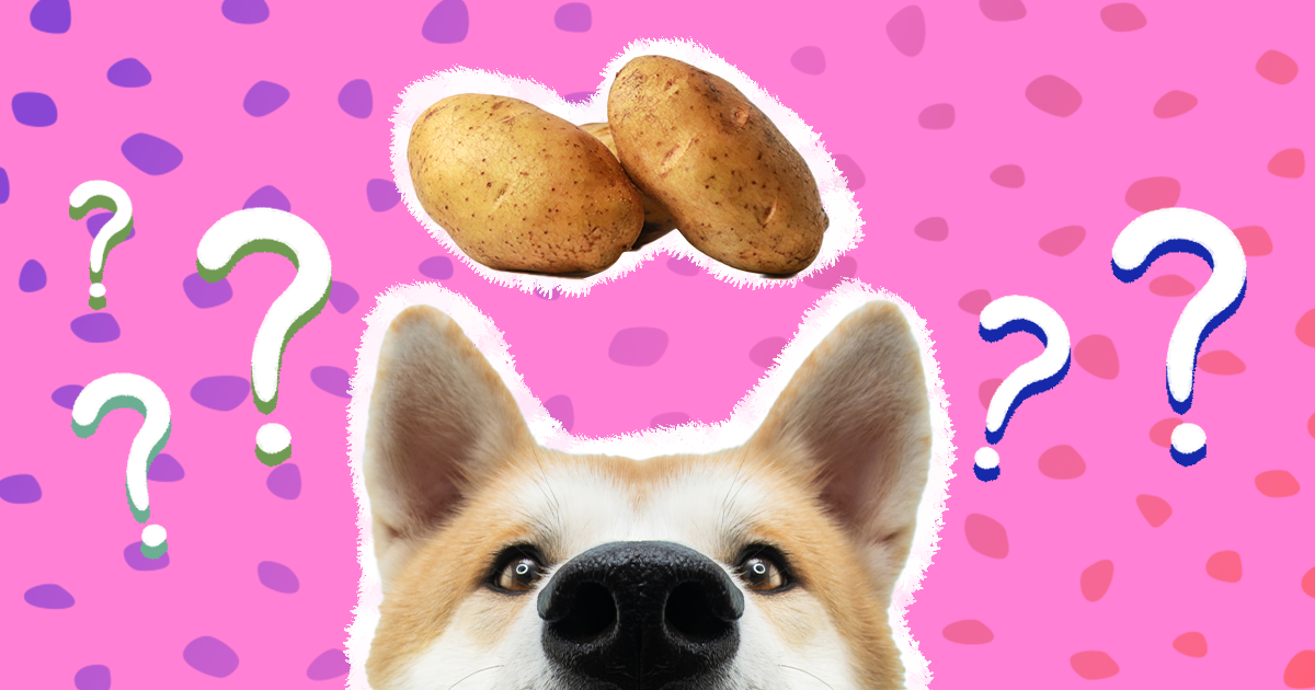 Can Dogs With Kidney Disease Eat Potatoes