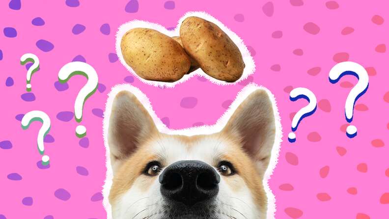 Are dogs allowed potato best sale