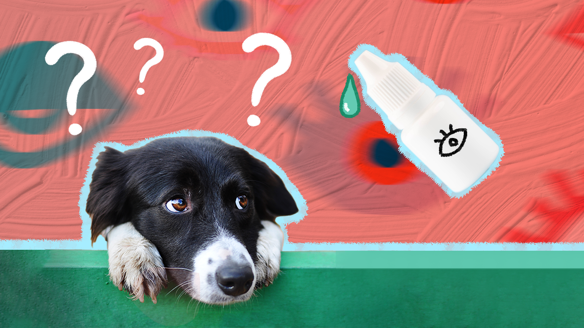 What Eye Drops Can I Use For My Dog