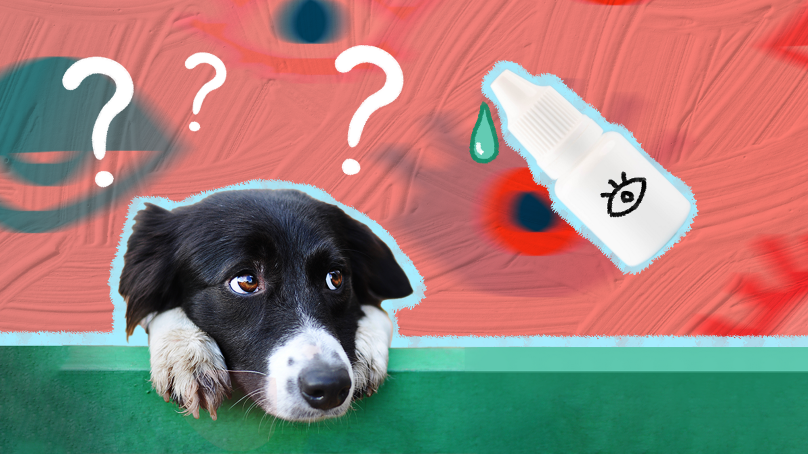 Eye Drops For Dogs What To Know About The Different Types And How To
