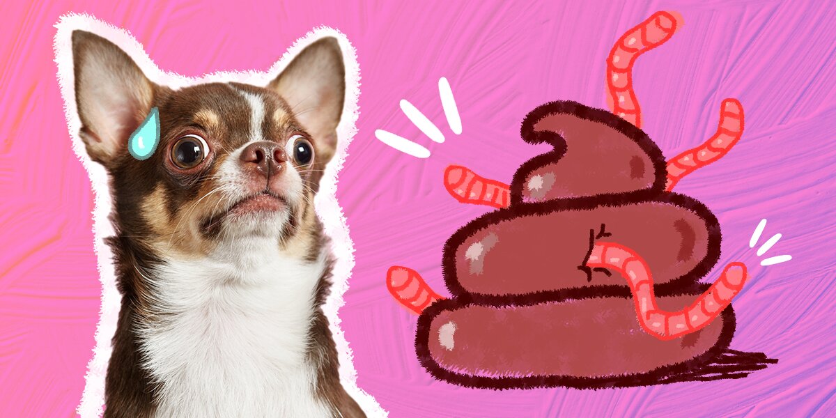 worms-in-dog-poop-everything-you-need-to-know-according-to-a