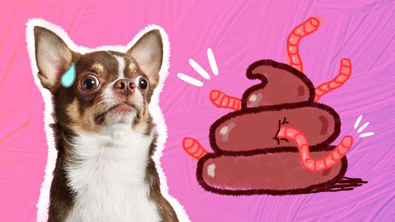 Heartworms store in poop