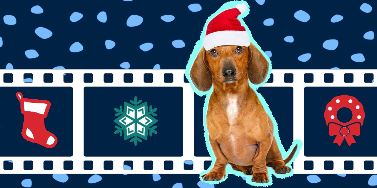 10 Christmas Dog Movies To Get You In The Holiday Spirit DodoWell Christmas Dog Movie