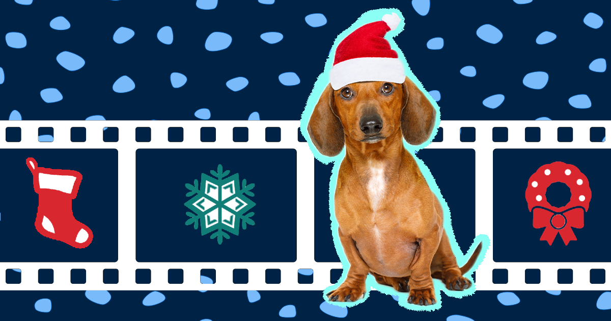10 Christmas Dog Movies To Get You In The Holiday Spirit - DodoWell - The  Dodo