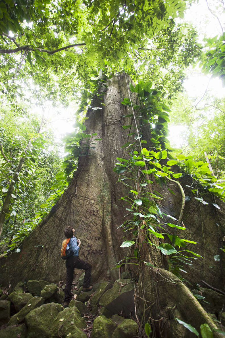 person looking up at tree