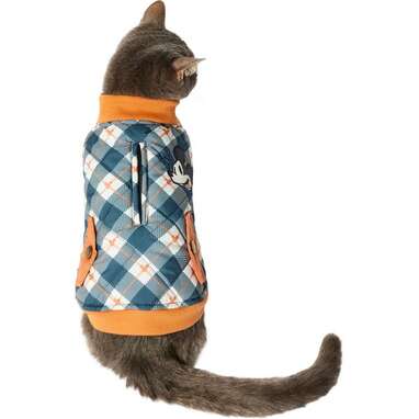 Premium Photo  A cat in a coat with a backpack