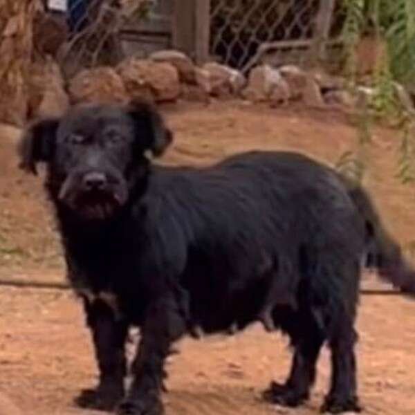 black dog
