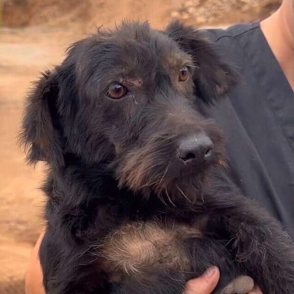 black dog