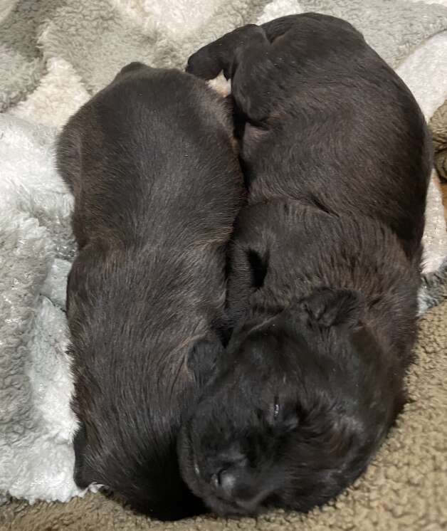 two black puppies
