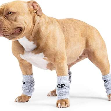 The perfect combination of fashion and function: Canada Pooch Work It Warmers