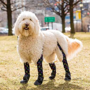 Large dog best sale leg warmers