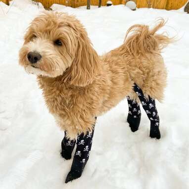 Dog snow outlet leggings