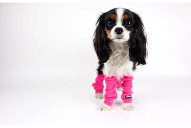 A set with so many options: FetchDogFashions Dog Leg Warmers