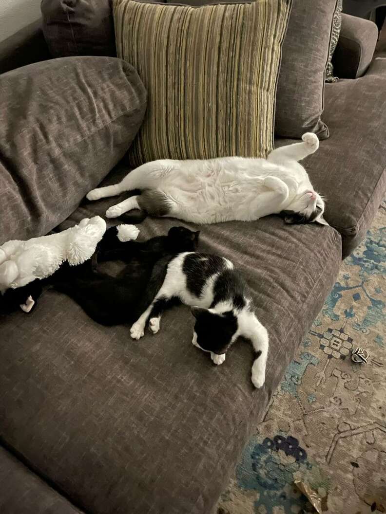 kittens